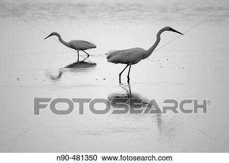 Wildlife View Large Photo Image Stock Image - Wildlife. Fotosearch