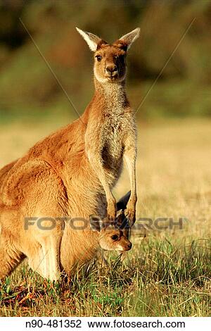 Wildlife View Large Photo Image Stock Image - Wildlife. Fotosearch