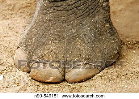 Stock Image - Wildlife. Fotosearch