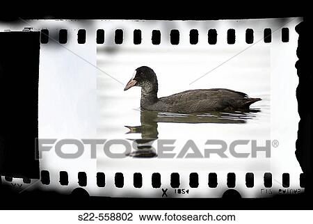 Stock Image - Wildlife. Fotosearch
