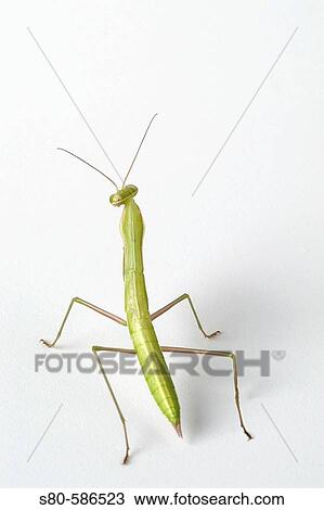 Stock Image - Wildlife. Fotosearch