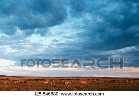 Wildlife View Large Photo Image Stock Image - Wildlife. Fotosearch