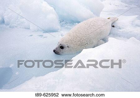 Wildlife View Large Photo Image Stock Image - Wildlife. Fotosearch