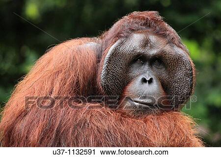 Wildlife View Large Photo Image Stock Image - Wildlife. Fotosearch