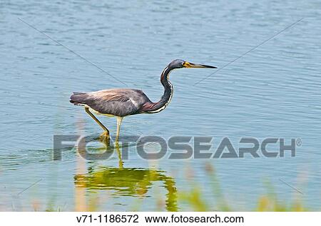 Wildlife View Large Photo Image Stock Image - Wildlife. Fotosearch