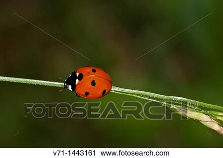 Wildlife View Large Photo Image Stock Image - Wildlife. Fotosearch