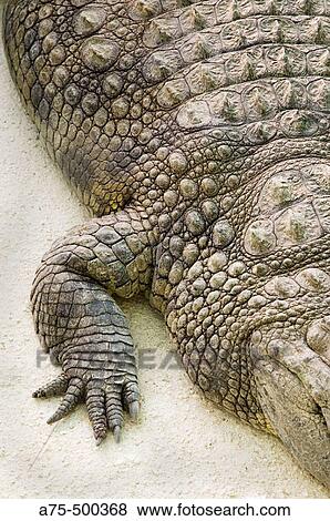 Wildlife View Large Photo Image Stock Photo - Wildlife. Fotosearch