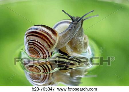 Wildlife View Large Photo Image Stock Photo - Wildlife. Fotosearch