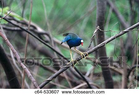 Wildlife View Large Photo Image Stock Photo - Wildlife. Fotosearch