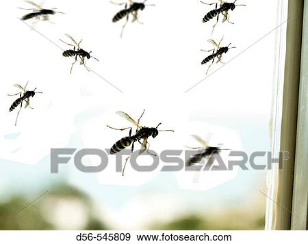 Wildlife View Large Photo Image Stock Photo - Wildlife. Fotosearch