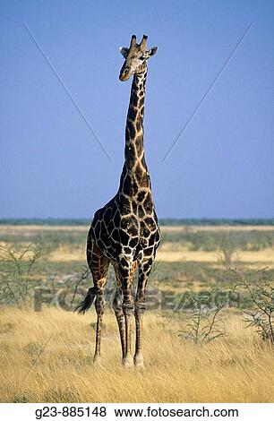 Wildlife View Large Photo Image Stock Photo - Wildlife. Fotosearch