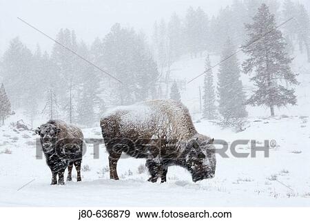 Wildlife View Large Photo Image Stock Photo - Wildlife. Fotosearch