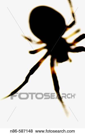 Wildlife View Large Photo Image Stock Photo - Wildlife. Fotosearch