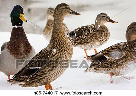 Wildlife View Large Photo Image Stock Photo - Wildlife. Fotosearch