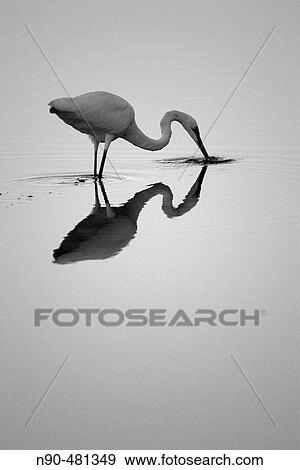 Wildlife View Large Photo Image Stock Photo - Wildlife. Fotosearch