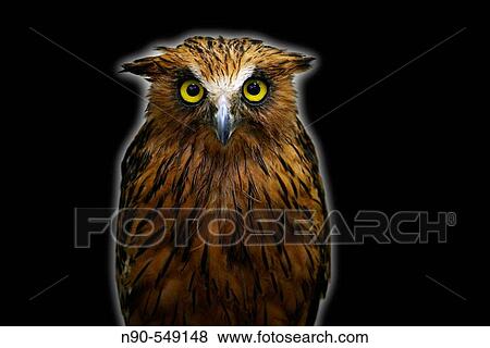 Wildlife View Large Photo Image Stock Photo - Wildlife. Fotosearch
