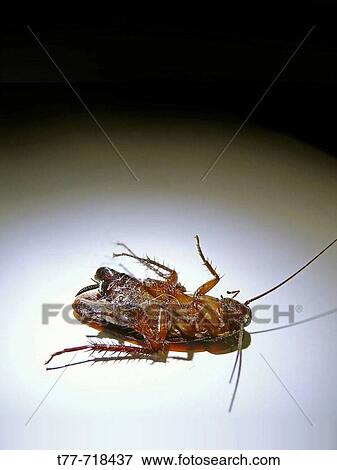 Stock Photo - Wildlife. Fotosearch