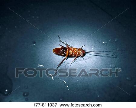 Wildlife View Large Photo Image Stock Photo - Wildlife. Fotosearch