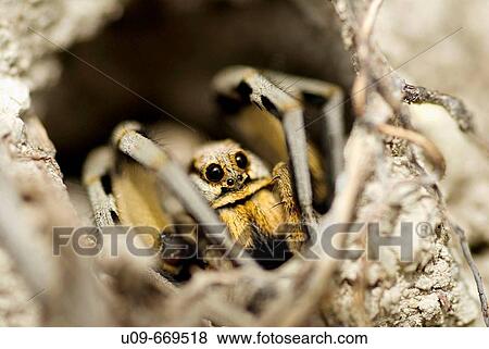 Wildlife View Large Photo Image Stock Photo - Wildlife. Fotosearch