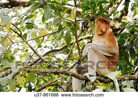 Wildlife View Large Photo Image Stock Photo - Wildlife. Fotosearch