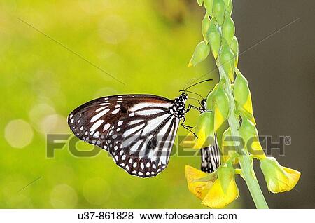 Wildlife View Large Photo Image Stock Photo - Wildlife. Fotosearch