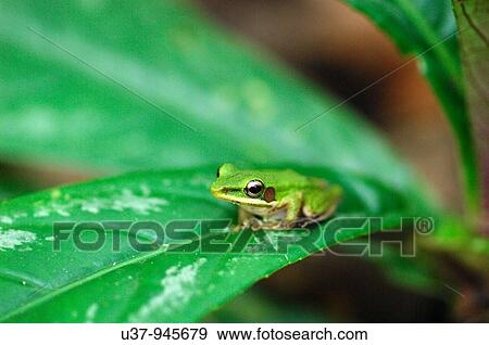 Wildlife View Large Photo Image Stock Photo - Wildlife. Fotosearch