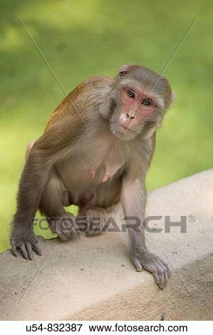 Wildlife View Large Photo Image Stock Photo - Wildlife. Fotosearch