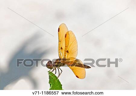 Wildlife View Large Photo Image Stock Photo - Wildlife. Fotosearch