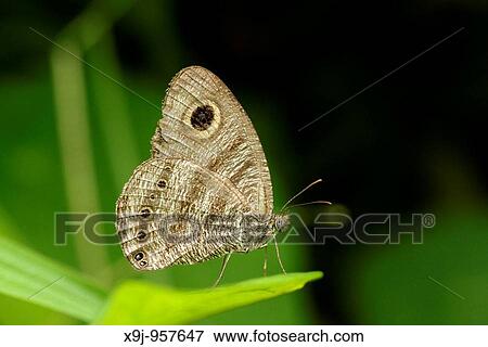 Wildlife View Large Photo Image Stock Photo - Wildlife. Fotosearch