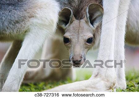 Wildlife View Large Photo Image Stock Photograph - Wildlife. Fotosearch