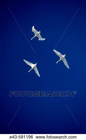 Wildlife View Large Photo Image Stock Photograph - Wildlife. Fotosearch