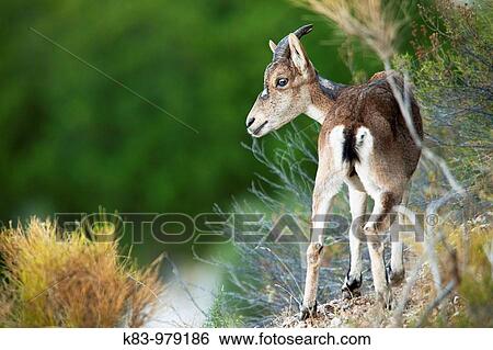 Wildlife View Large Photo Image Stock Photograph - Wildlife. Fotosearch