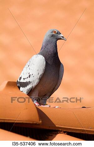 Stock Photograph - Wildlife. Fotosearch