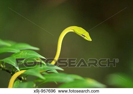 Wildlife View Large Photo Image Stock Photograph - Wildlife. Fotosearch
