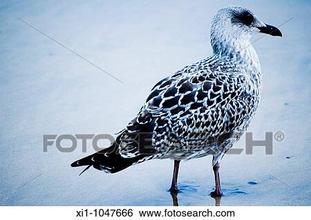 Wildlife View Large Photo Image Stock Photograph - Wildlife. Fotosearch