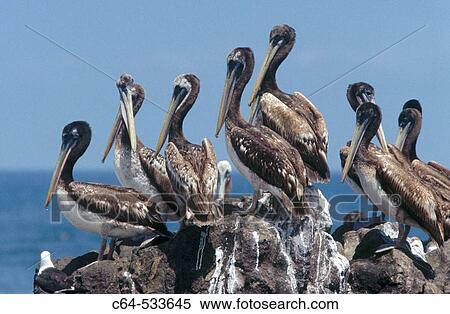 Stock Photography - Wildlife. Fotosearch