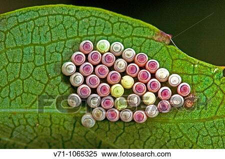 Stock Photography - Wildlife. Fotosearch