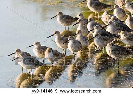 Willets - J N Ding Darling National Wildlife Refuge - Sanibel Island, Florida USA View Large Photo Image Stock Photo - Willets - J N Ding Darling National Wildlife Refuge - Sanibel Island, Florida USA. Fotosearch