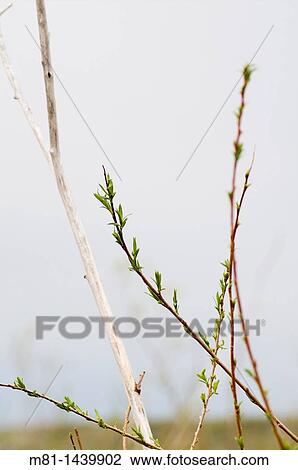 Stock Image - Willow in Grasslands National Park, Saskatchewan, Canada. Fotosearch