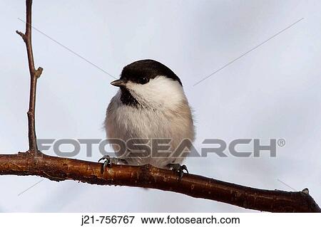 Willow tit Parus montanus sitting on a twig V? sternorrland, Sweden View Large Photo Image Stock Photo - Willow tit Parus montanus sitting on a twig V? sternorrland, Sweden. Fotosearch