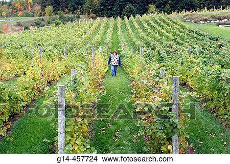 Willow Vineyards, female walking, rows, vines, grapes. Traverse City, Leelanau Peninsula. Michigan. USA. View Large Photo Image Picture - Willow Vineyards, female walking, rows, vines, grapes. Traverse City, Leelanau Peninsula. Michigan. USA.. Fotosearch