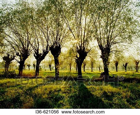 Stock Photograph - Willows are very popular trees in the Mazowsze region. Fotosearch