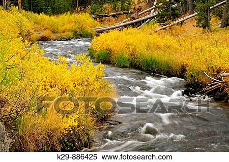 Willows in autumn colour lining the banks of the Gibbon River View Large Photo Image Stock Photography - Willows in autumn colour lining the banks of the Gibbon River. Fotosearch