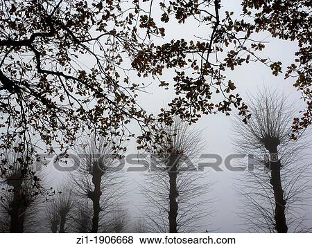 Stock Photo - willows in the mist at fall in the Netherlands. Fotosearch