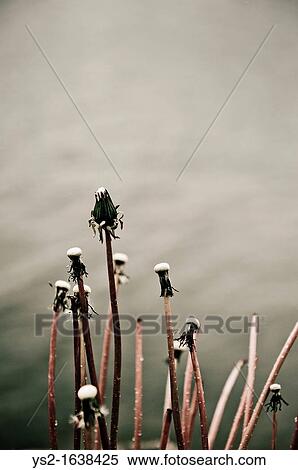 Wilted dandelions View Large Photo Image Stock Photography - Wilted dandelions. Fotosearch