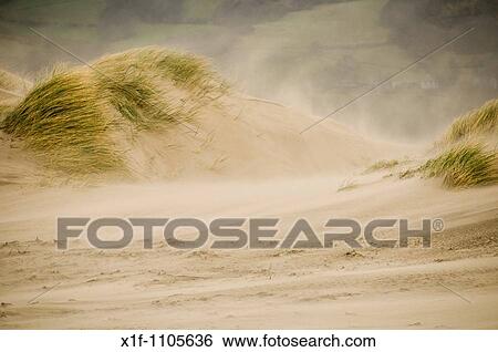 Stock Photograph - Wind blowing sand, Ynyslas Nature Reserve, Borth, Ceredigion, Wales, UK. Fotosearch