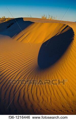 Wind blown patterns in sand dunes at sunrise, North Algodones Dunes Wilderness, Imperial County, California View Large Photo Image Stock Photograph - Wind blown patterns in sand dunes at sunrise, North Algodones Dunes Wilderness, Imperial County, California. Fotosearch