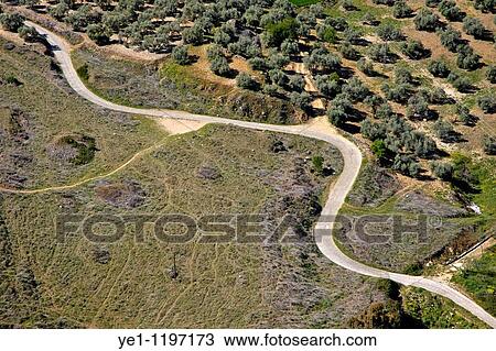 Winding rural road running through olive trees, Ronda, Spain. View Large Photo Image Stock Image - Winding rural road running through olive trees, Ronda, Spain.. Fotosearch