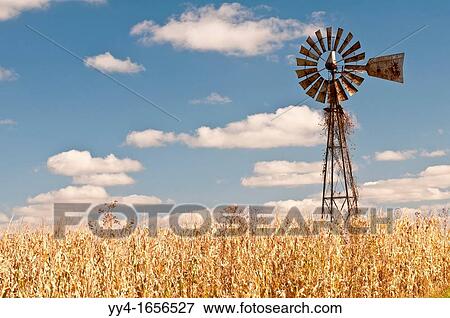 Windmill and corn/maize field, near Viroqua, Wisconsin, USA View Large Photo Image Stock Photo - Windmill and corn/maize field, near Viroqua, Wisconsin, USA. Fotosearch