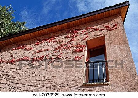 Window, ivy, Viladrau, Catalonia, Spain View Large Photo Image Stock Photo - Window, ivy, Viladrau, Catalonia, Spain. Fotosearch